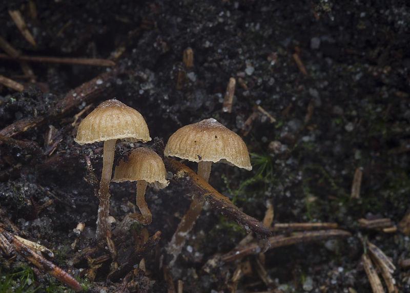 Galerina calyptrospora